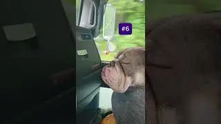 Rating bulldogs sleeping positions #bulldog #househippo #funnydogs #sleeping