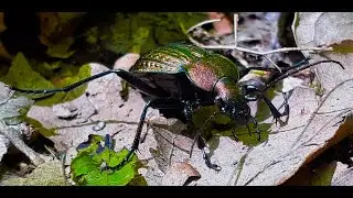 Carabus Cancellatus