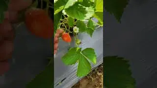 Best Tourist Spot in Zamboanga del Norte | La Presa Farm | Strawberry Farm