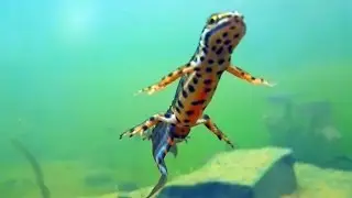 Unterwasser im Gartenteich - Molche und Bitterlinge