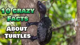 10 CRAZY Fun Facts You Didn&rsquo;t Know About Turtles!