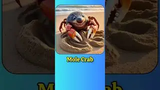Literal VS Reality English compound words | Mole crab  #esl #learnenglish #englishlanguage #english