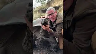 Эта улыбающаяся альдабрская черепаха, вдохновляющая людей по всему миру, уникальна и отличается д...