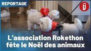 L&rsquo;association Rokethon f&ecirc;te le No&euml;l des animaux