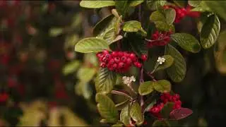 Carl Zeiss Jena 35mm f2.4 Flektagon + Sony FX6 Video Test SLOG3