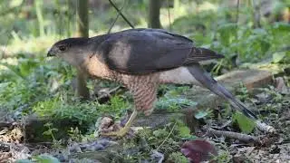 Nature's Theater  : The  Dance of Life and Death