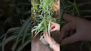 Spider Plant - Lazos de amor #plants #crazyplantpeople #gardeninspiration #stake #tips #diy #pot