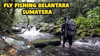 Extraordinary Fish in this Small River in the Wilderness of Sumatra || Fly Fishing Camping