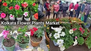 Tala Hat || Kolkata Flower Plants Market At Galiff Street Visit & Prices Of Azalea Pitunia Marigold