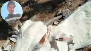 Traveling to beautiful mountain jungle in Nepal/  adventure with goats #villagelife 