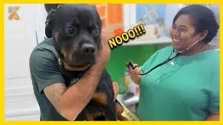 'Brave' Dogs Reaction When Realize He's Going To The Vet! 🤣 Funniest Animal Videos 2025