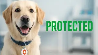 (Pet Insurance Explained) How It REALLY Works & Which Is Best?