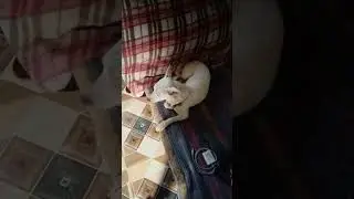 beautiful dog #lifesaver #animals #food #dog #lifesavershyoprakash #shorts #video  #viral #like