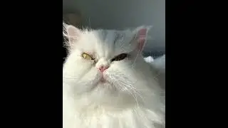 Ultimate Caturday Vlog! 😻 Cat Lovers Unite!