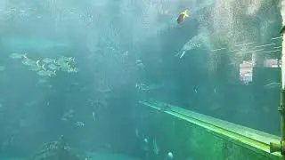 イセゴイとターポン【箱根園水族館】【Tarpon】