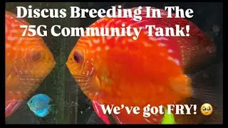 Discus Breeding In The 75G Community Tank!