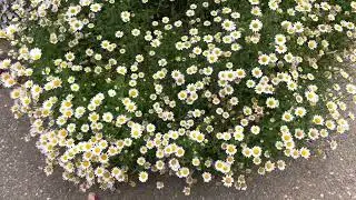 MY FAVORITE ROSE PARK IN FUJI CITY (CHOU KOEN)