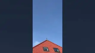 Elster auf Beobachtungsposten #magpie #shorts #magpies #cute