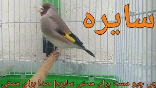Top Singing Goldfinch Saira |Goldfinch Singing |Mast GoldFinch Newly Start Singing Non Stop |Saira