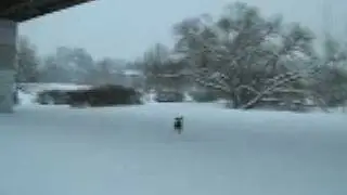 Weimaraner playing (winter)