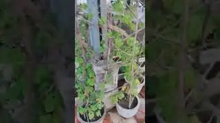 Rooftop gardning #youtube #youtubechannel #trending #love #viral #beautiful #yummy #cooking