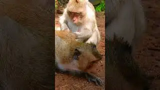 Two Different Kinds Of Monkey Great Relationship | Cute Animals Life #viralvideo #funny
