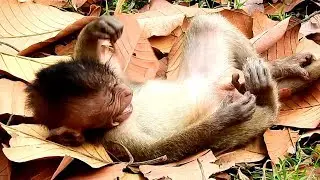 So much Pity baby monkey Timo, what happens him? It look so sad.