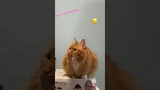 Cat Leon❤️. Разговор с хозяином. #catleon #cat #funny #кот #cute#кошки#котики