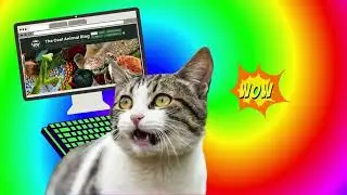 Cool Animal - Theme Tune