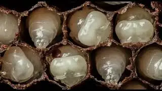 #Animal World: The whole high-definition process of the birth of bees #focus media
