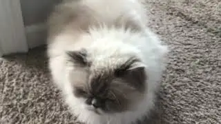 A good video compilation of my cat Stephan