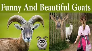 Best of Fainting Goats 🐐 Funny Goats Videos || Beautiful Goats||