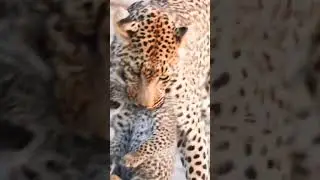 Magical moment | A mother Leopard moves her young cub to a new den.. #shorts #youtubeshorts #short