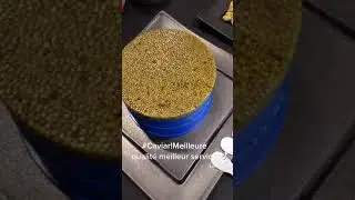 Kaluga Caviar💰💰💰