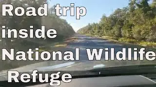 Capturing The Wild Beauty Of Alligator River Nwr - Wildlife Photography