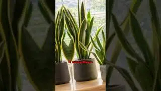 Top 10 Best indoor Plants #plants #ytshorts