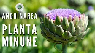 Cunoaste beneficiile plantei de anghinare si o vei folosi mereu | Beneficiile plantelor de la A la Z