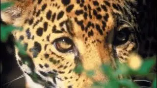 Most Dangerous animals Inside the Amazon Forest 😱