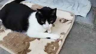 my daughter Cindy cat ❣️ Beautiful cat moments ❤️
