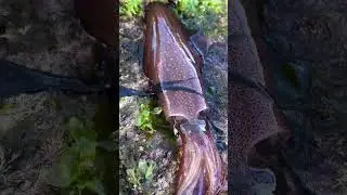 #fishing #fishtok #fishingrod #catchingfish #viral
