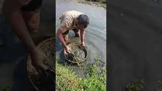 Local muddy fish catching video #fishing #shortsfeed #muddyfishing