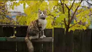cute cat antics that are just perfect#cat#entertainment#funny😂