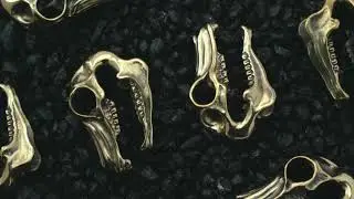 Equestrian Skull Brass Ear Weights| UrbanBodyJewlery.com