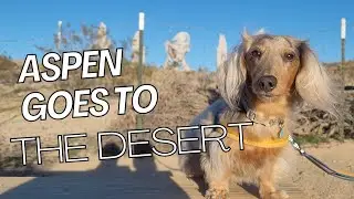 Desert Days with Aspen 🌵 | Mini Dachshund Adventure