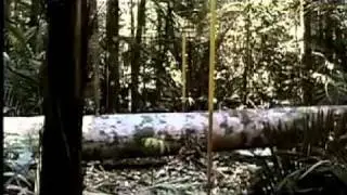 Buy the Good Wood - The Story of FSC