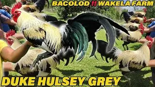 Duke Hulsey Grey Gene Batia Dink Fair Sweater John Bishop Kelso - Wakela Farm Big Farm Philippines
