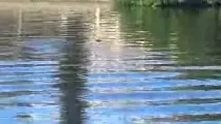 3 Manatees Playing in Siesta Key Canal