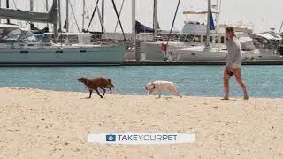 Pet Friendly Accommodation |- Expert Travel Tips for Pets | S3 Ep 3 | Pooches at Play