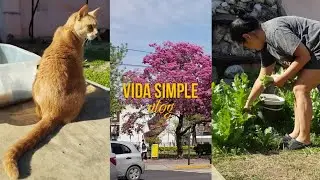 Vida Simple VLOG | Compartir de nuestra peque&ntilde;a cosecha, ma&ntilde;ana tranquila con gatos, entregas