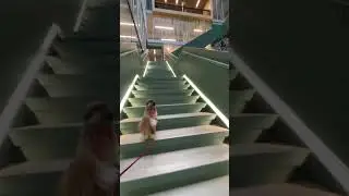 Tzu CLIMBS IMPOSSIBLE Stairs! #challenge #shihtzu #dog #shorts #rocky #motivation #fitness #stairs